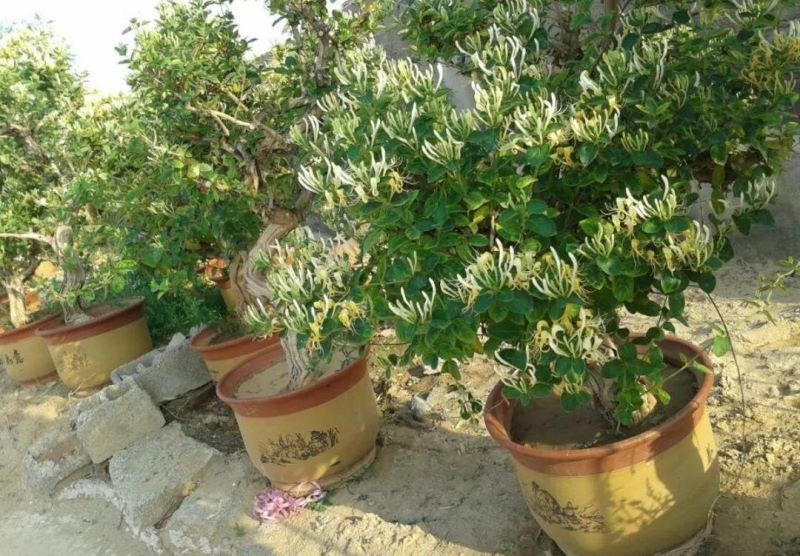 好养的大型绿植有哪些「好养的大型绿植有哪些 室内」